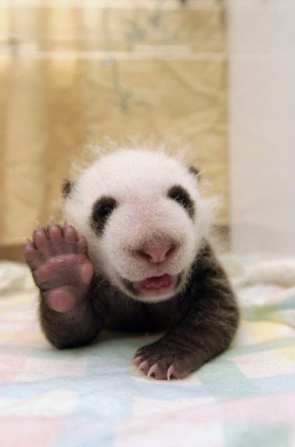 Panda_Reactions's tweet photo. Stay at home.
be safe n let others be safe. https://t.co/sYMCtbXoIu