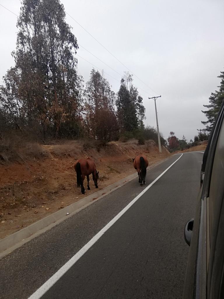 bict0ria's tweet photo. Precaución animales en la vía en la ruta F-190 altura san Ramón @sitiodelsuceso https://t.co/XuWuhId5pQ