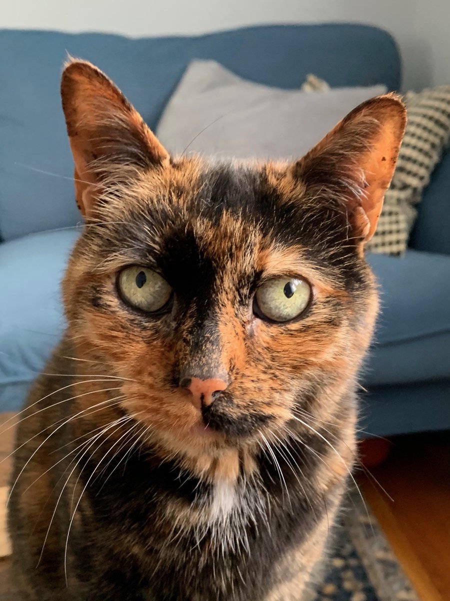 wiscacat's tweet photo. Inquiring minds want to know... #Caturday https://t.co/QWF2HduYAo