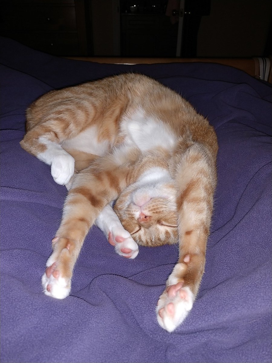 Happy #Caturday from Hobbes