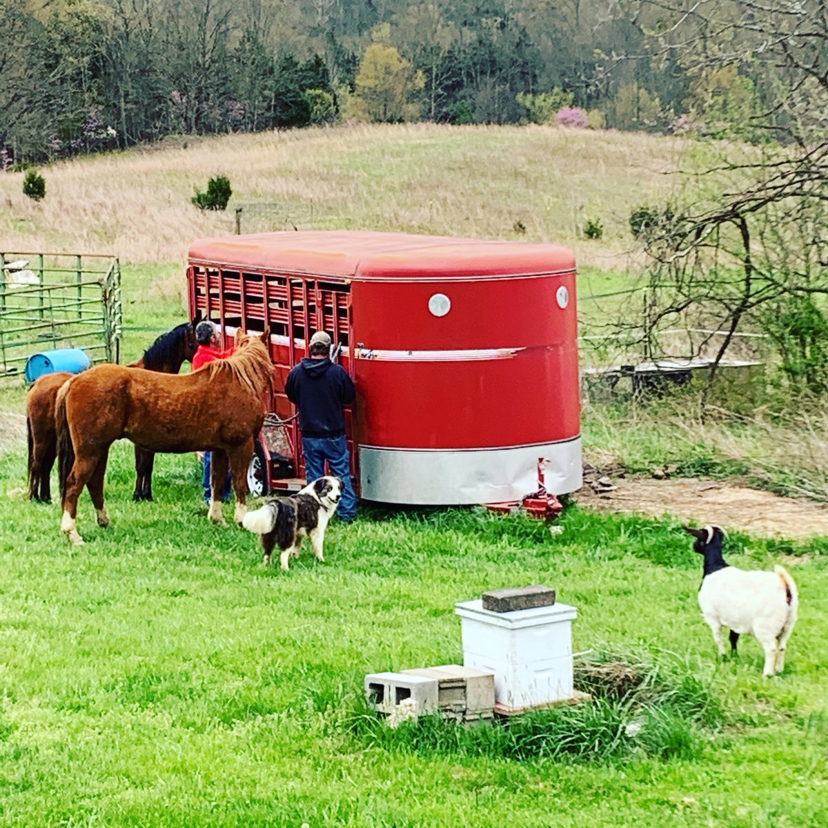 Woke up this morning to find my neighbors horses loose on our place. As he came to get them his dog and goat came along. “She follows me everywhere.” 😂 #FarmLife