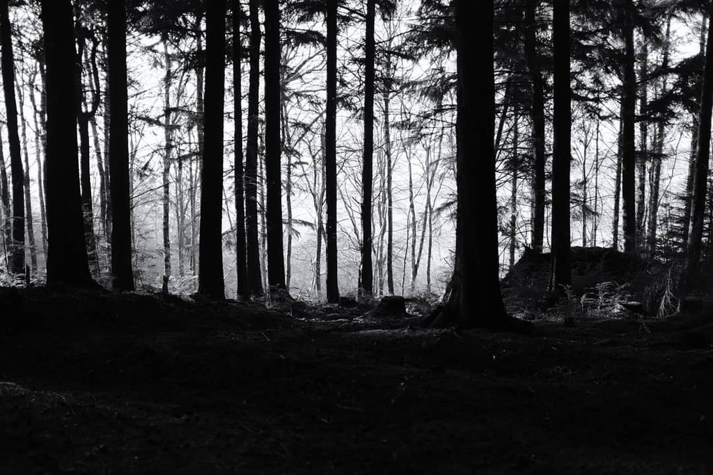 daniel_ellis_wp's tweet photo. Streams of light.
.
#sunshine🌞 #springtime #forestscene #forestwalk #forestphotography #lightandshadow #darkness #streamsoflight #everydayphotography #trees #pinetrees #highcontrast #monochrome #blackandwhitephotography #bnw #bnwphotography #countryl… https://t.co/Qn3xhgFBqd https://t.co/fBMnUtix4e
