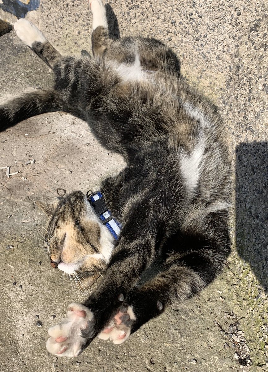 loubie2811's tweet photo. #Caturday Oscar loving the sunshine 🌞 https://t.co/401cuvab8Z