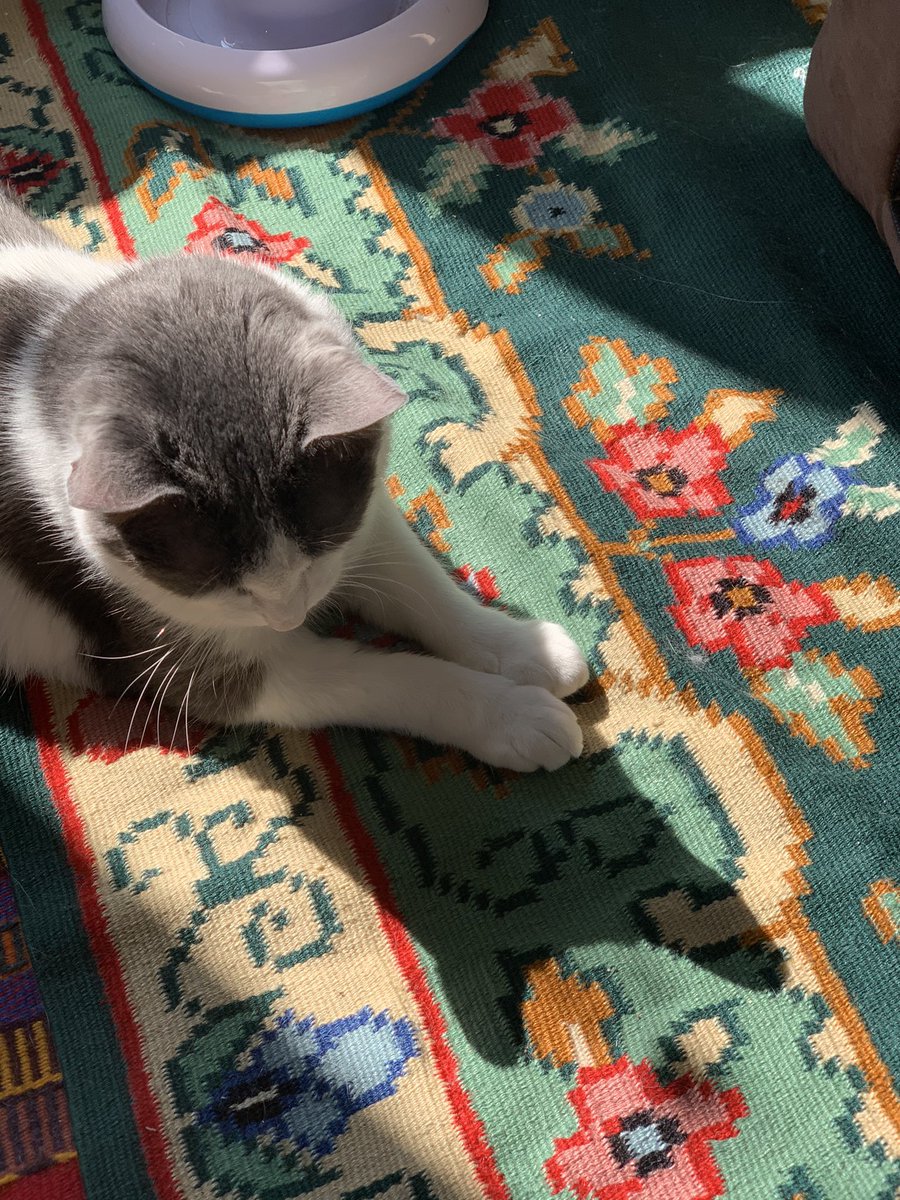 lizziecanttweet's tweet photo. Cat shadows flowerbed. #Caturday #CatsOfTwitter #Cat #SaturdayVibes #photography #pets #shadws #sunshine https://t.co/BBkRQvf4fA