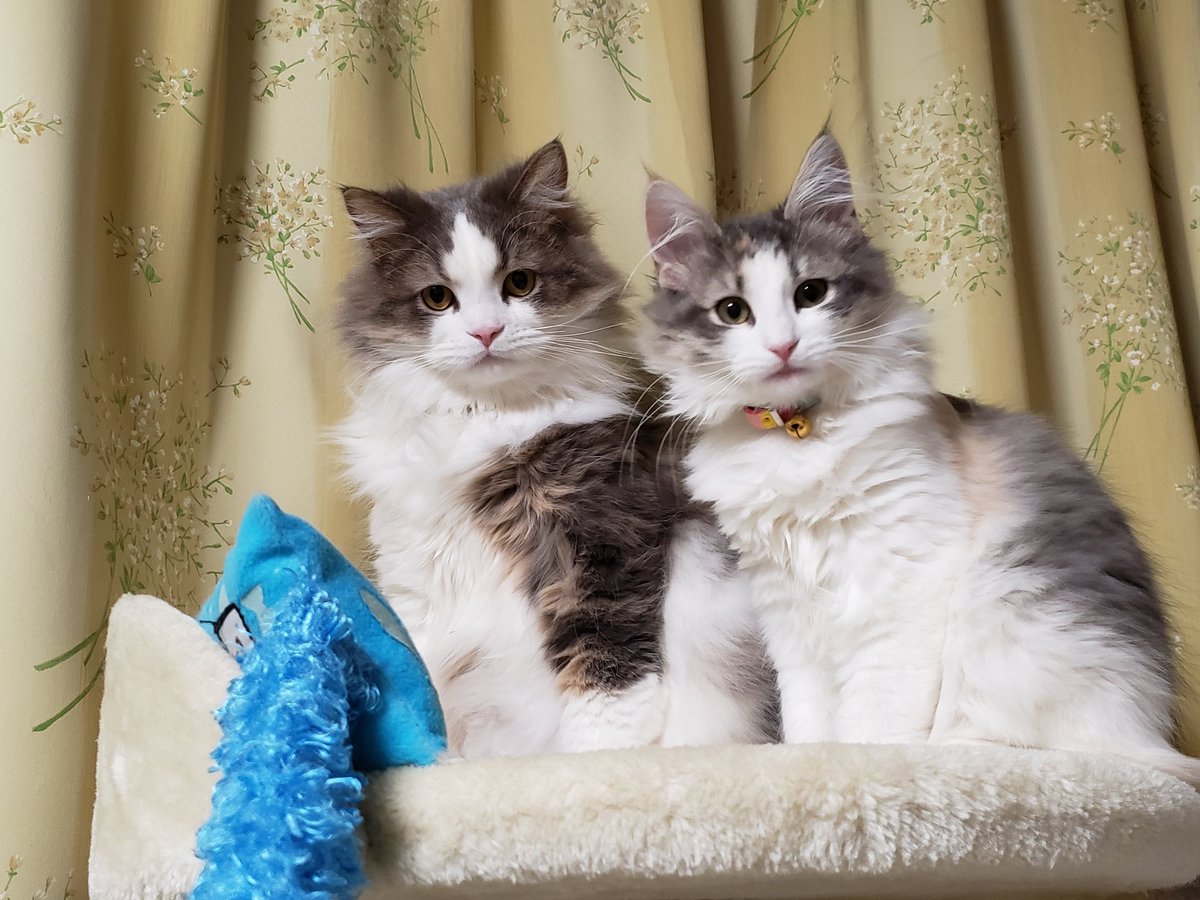 あやぽん 並んでる写真がやっと撮れた 左 レオ スコ 右 ライナ ノル ちょっとお時間かかったけど 仲良しになってよかった スコティッシュフォールド レオ ノルウェージャンフォレストキャット ライナ 猫