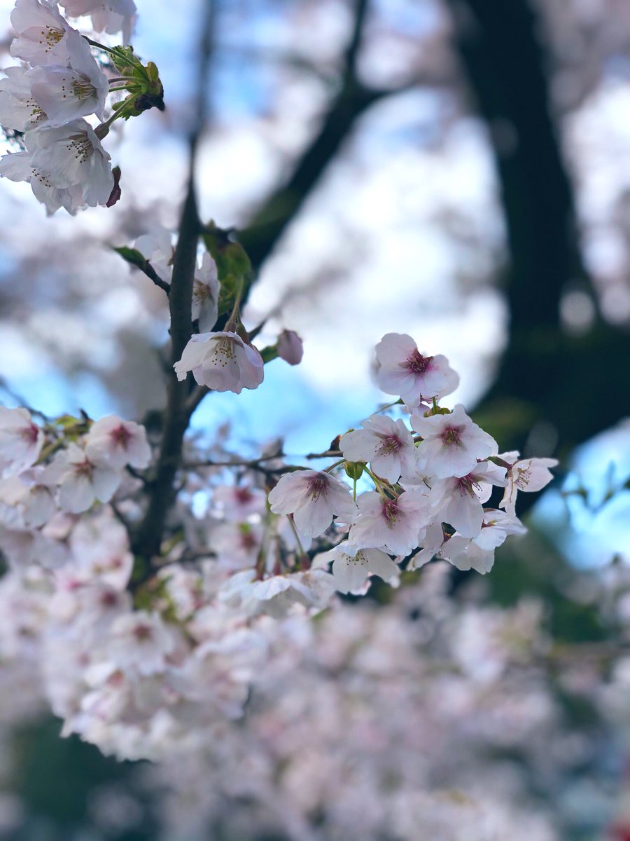 名 も ない 花 に は 名前 を つけ ま しょう 口コミ一覧 花さんしょう 日高店 旧店名 里山房 Amp Petmd Com 名 も ない 花 に は 名前 を つけ ま しょう 口コミ一覧 花さんしょう 日高店 旧店名 里山房 Amp Petmd Com