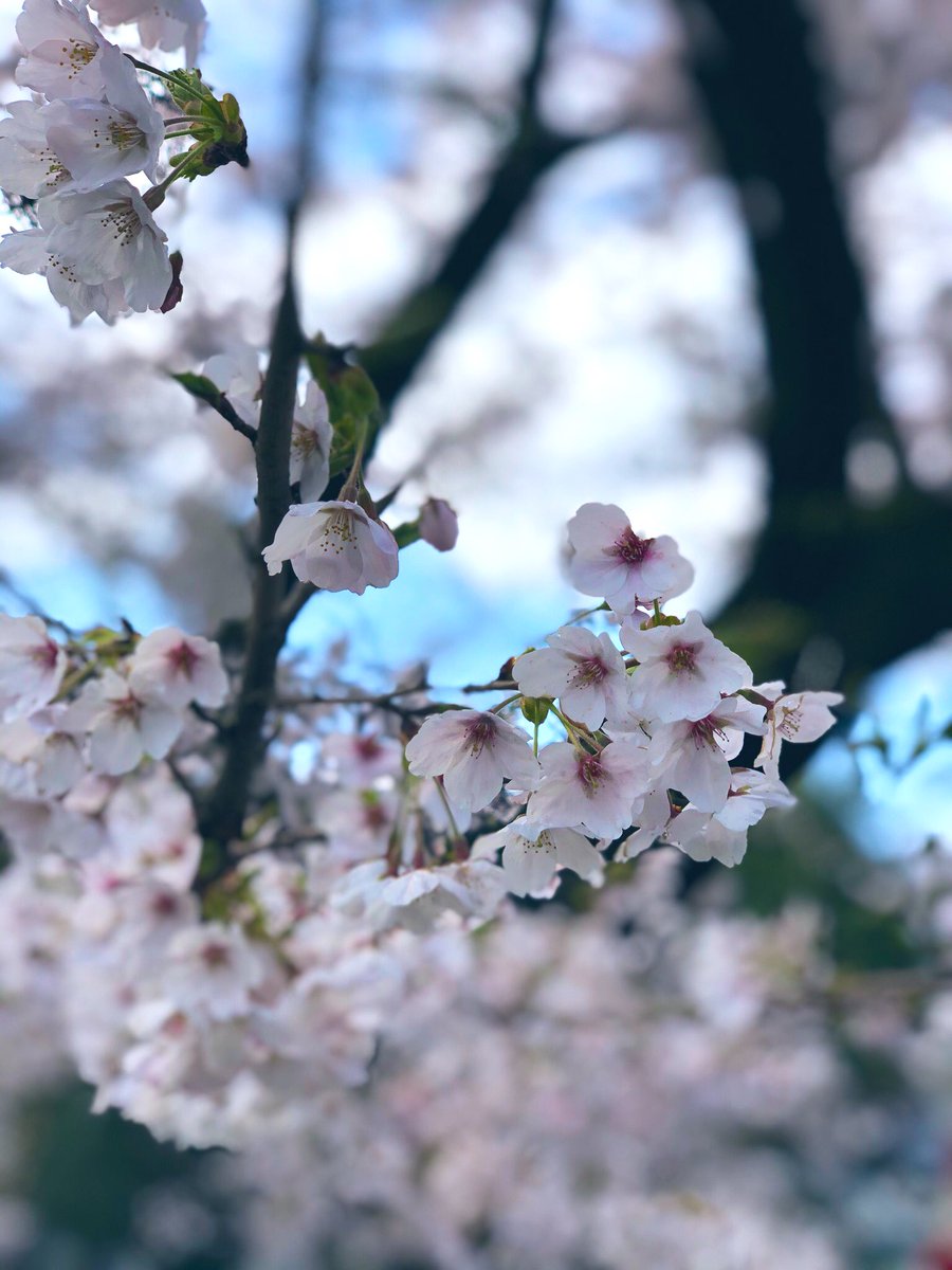 付け 名前 に を 花 名 ま しょう も ない は