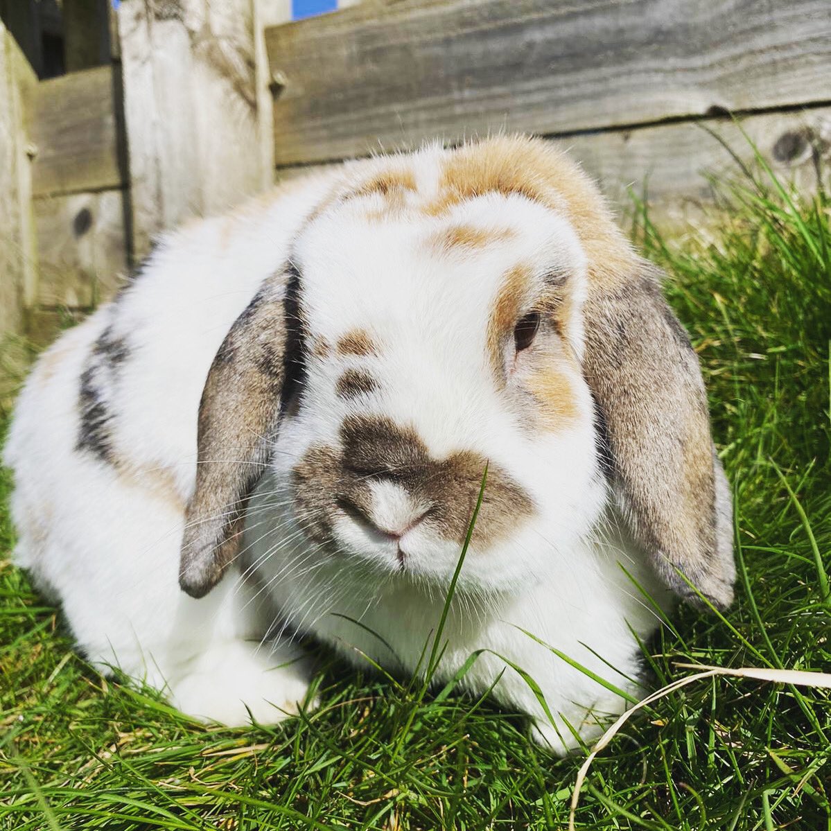 HattonWorld's tweet photo. Happy sunny Saturday everyone, we hope you are all staying home &amp; staying safe 🐰  

#Bunny #Rabbit #Easter #Farm #HattonWorld #Warwickshire #StayHome https://t.co/IPpeBnXIUY