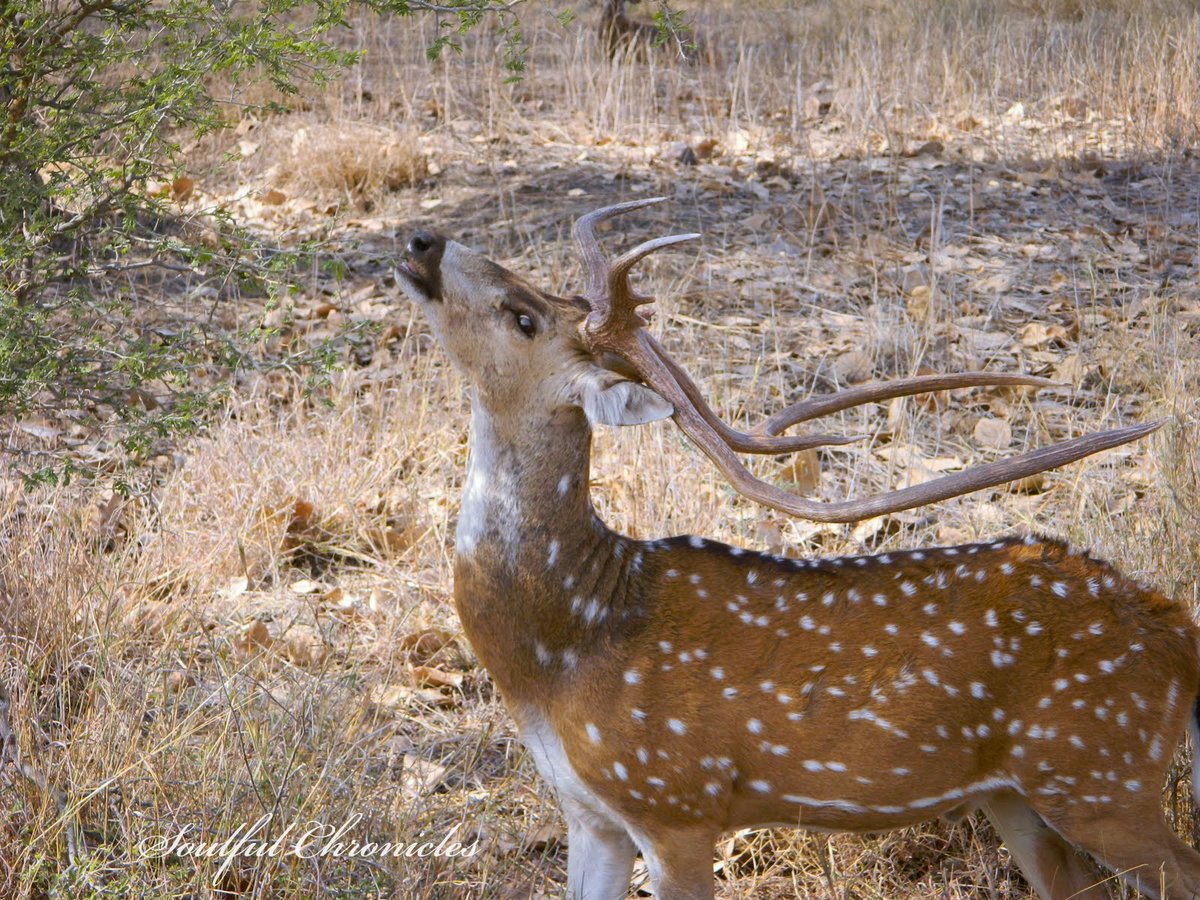 Take a leap of faith in life but be as sure footed as the deer. #Throwback  #Photography  #Ranthambore