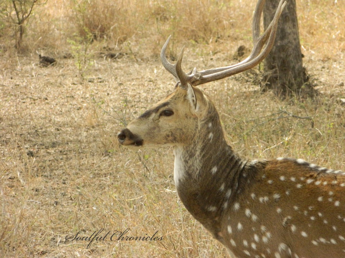 Take a leap of faith in life but be as sure footed as the deer. #Throwback  #Photography  #Ranthambore