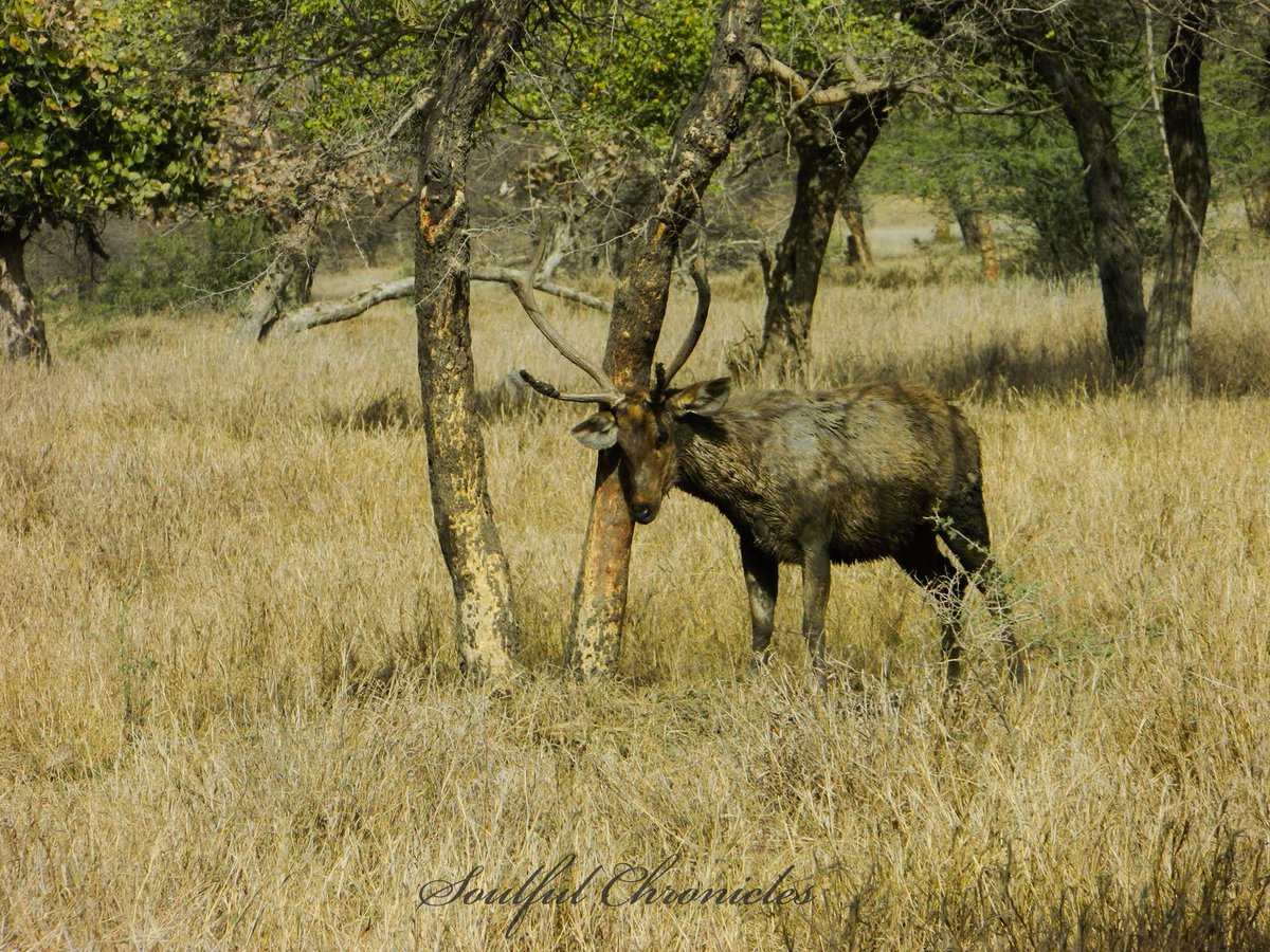 Itching? Or Polishing? #Throwback  #Photography  #Ranthambore