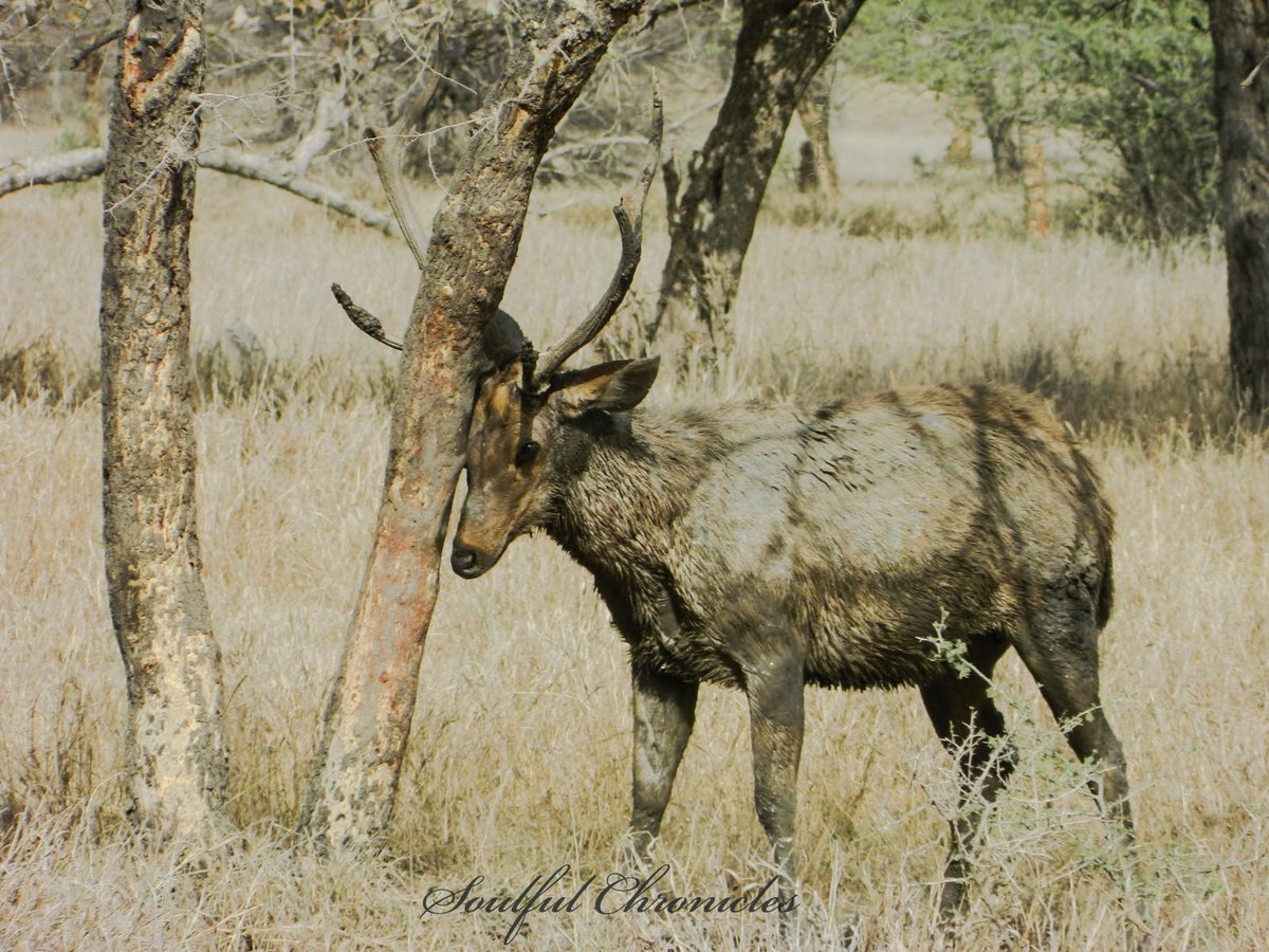 Itching? Or Polishing? #Throwback  #Photography  #Ranthambore