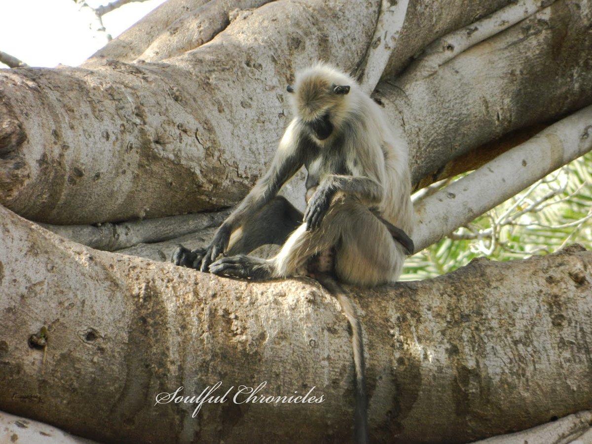 Monkeys have adapted to the ways of human...  #Throwback  #Photography  #Ranthambore