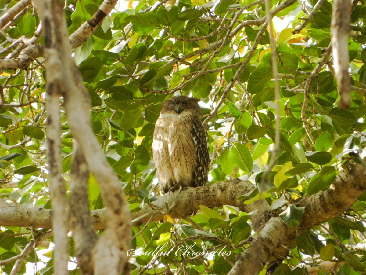 Wise winking owl...  #Throwback  #Photography  #Ranthambore