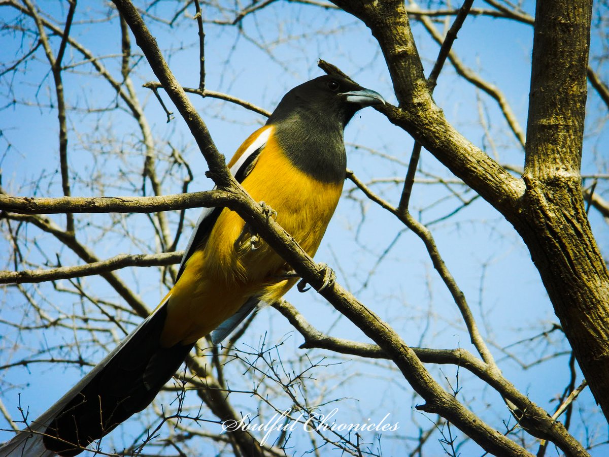 Birds always fascinate me! #Throwback  #Photography  #Ranthambore