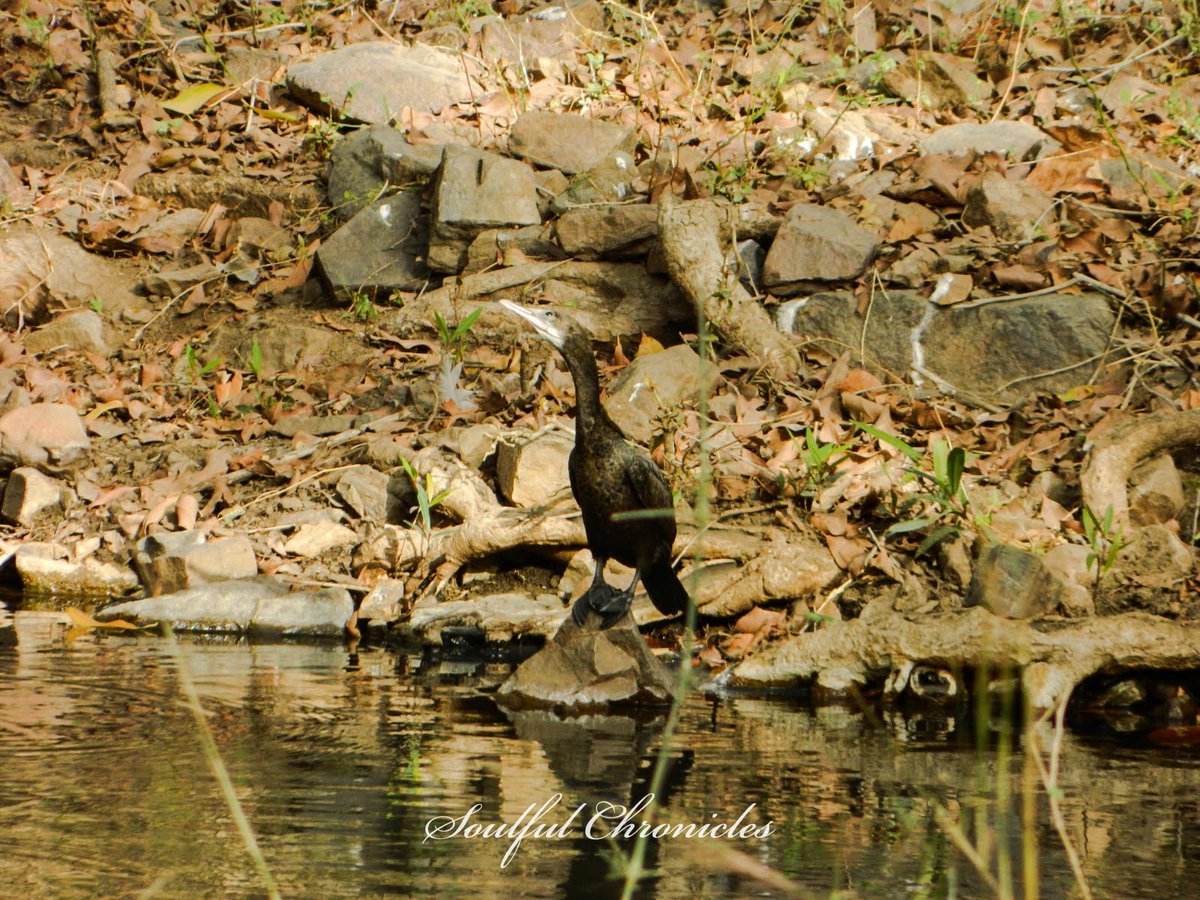 Birds always fascinate me! #Throwback  #Photography  #Ranthambore