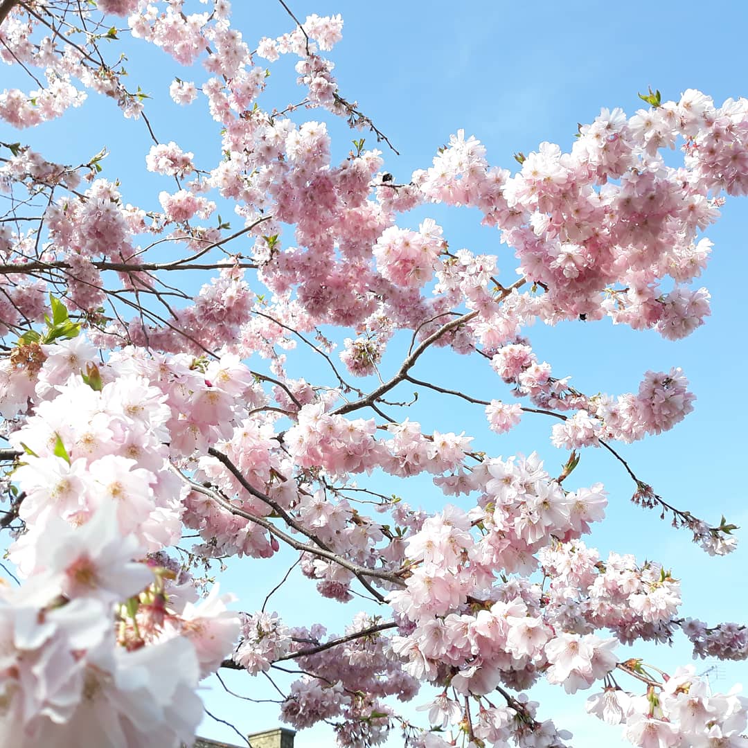 keatscottage's tweet photo. Happy Easter Everyone! Although we cannot share the delights of IOW with you at the moment, we are sending the very best wishes from the Keats back garden. Enjoy little things and stay safe everyone x #happyeaster #stayhome #besafe #spring #backgarden #pureislandhappiness https://t.co/nF30w7Gdwu
