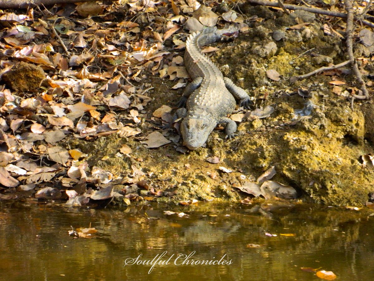 When you are thirsty, but are unaware of the danger lurking nearby... #Throwback  #Photography  #Ranthambore