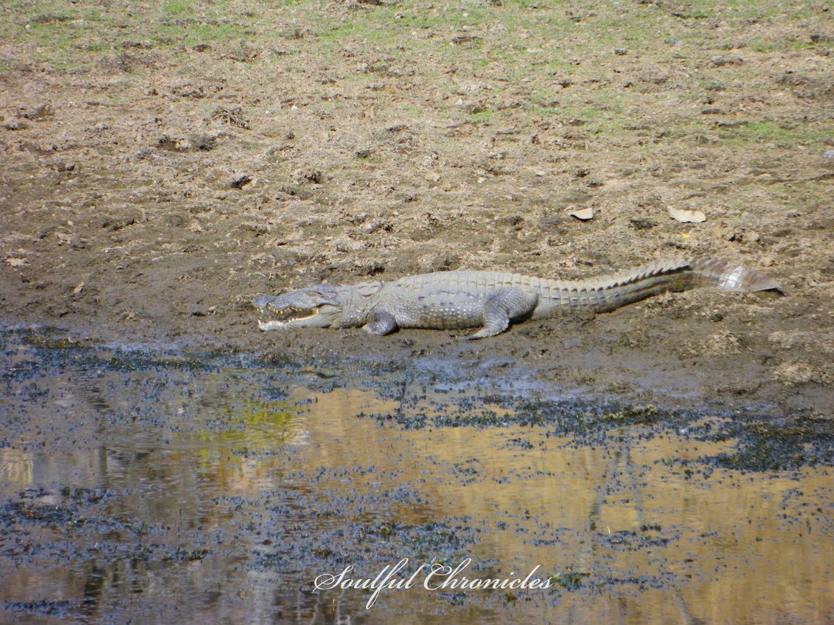 When you are thirsty, but are unaware of the danger lurking nearby... #Throwback  #Photography  #Ranthambore