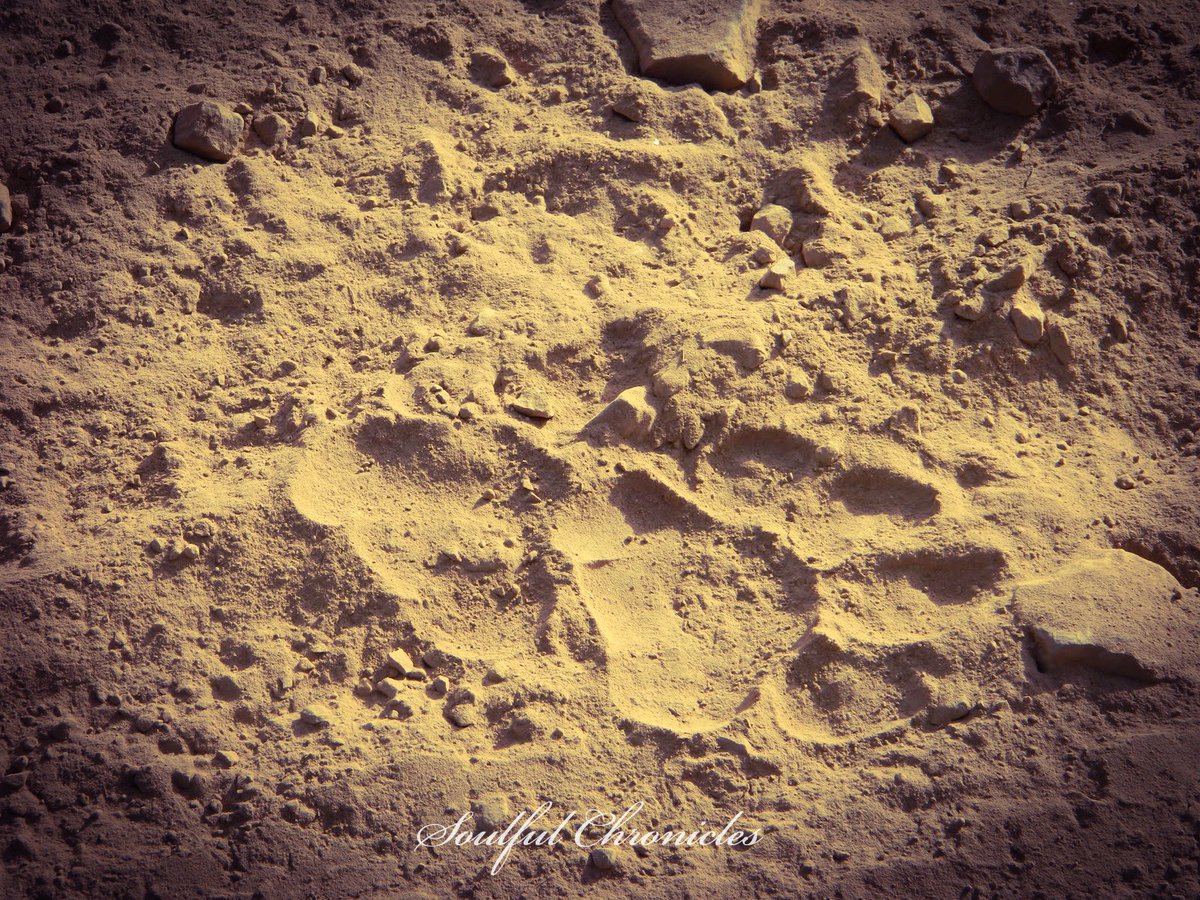 The thrill of search cannot be explained when you suddenly hear monkeys chattering, deer barking, and the loud peacock scream… The three sounds of jungle that warns you of the tiger nearby… and then you spot the mark on ground... #Throwback  #Photography  #Ranthambore