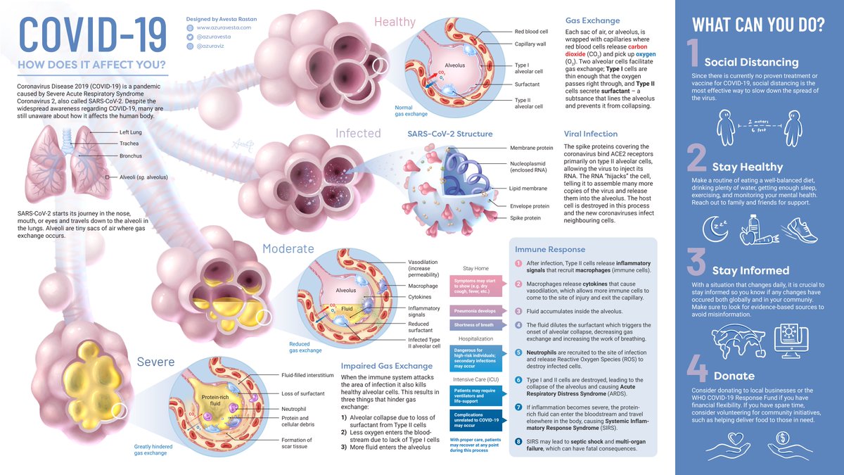 L'impact du coronavirus sur le corps humain #covid19 #sante #coronavirus