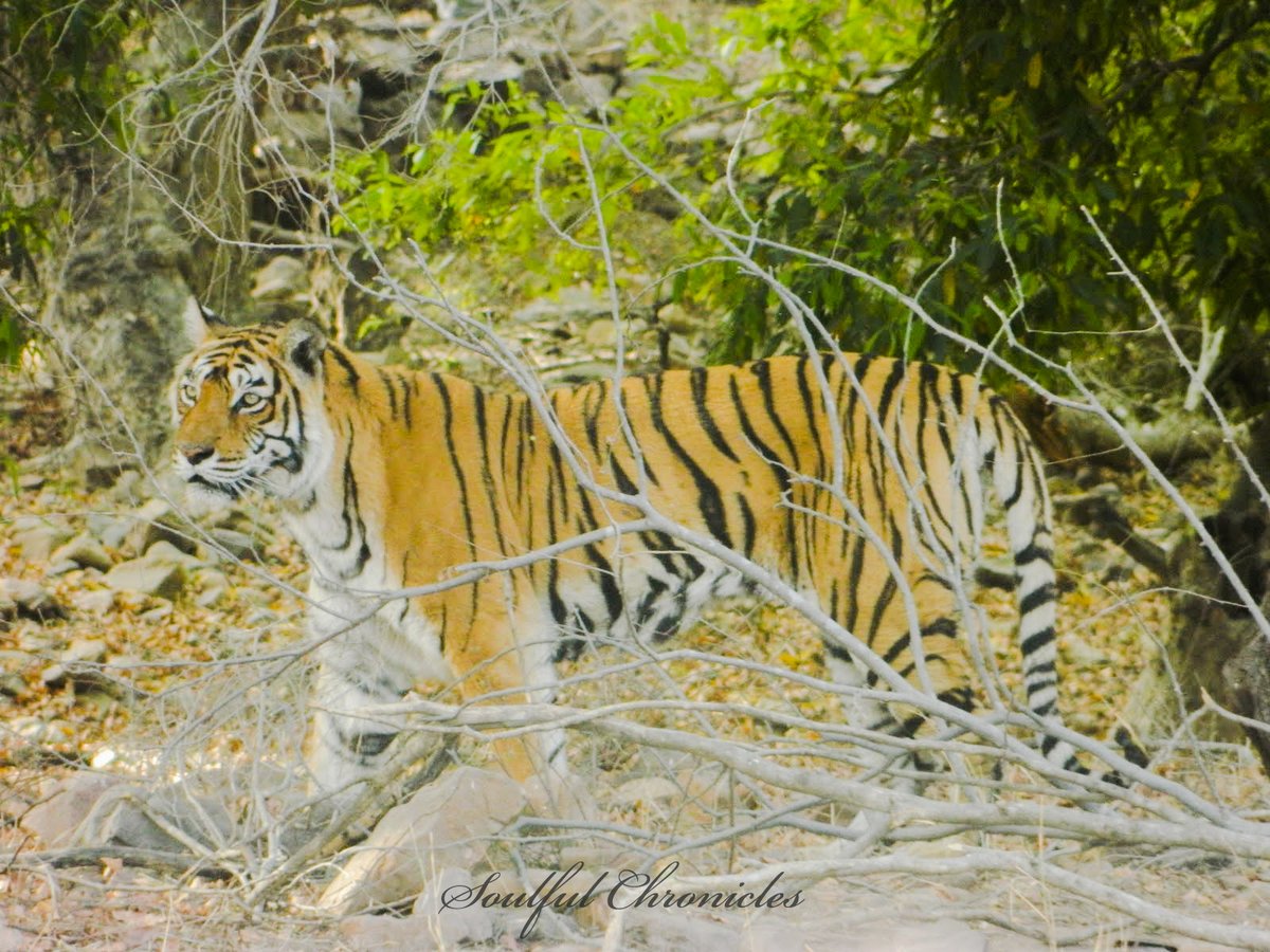 𝐌𝐚𝐜𝐡𝐚𝐥𝐢 [T-16] was India’s most famous tigress and was celebrated with titles such as Queen Mother of Tigers, Tigress Queen of Ranthambore, Lady of the Lakes, and Crocodile Killer. If you don't know her please see the documentary! #Throwback  #Photography  #Ranthambore