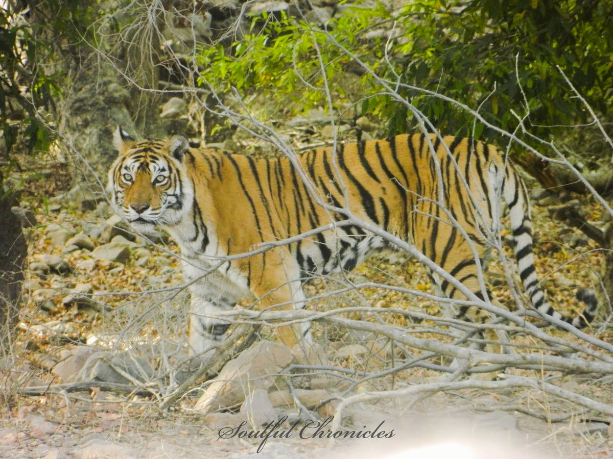 𝐌𝐚𝐜𝐡𝐚𝐥𝐢 [T-16] was India’s most famous tigress and was celebrated with titles such as Queen Mother of Tigers, Tigress Queen of Ranthambore, Lady of the Lakes, and Crocodile Killer. If you don't know her please see the documentary! #Throwback  #Photography  #Ranthambore