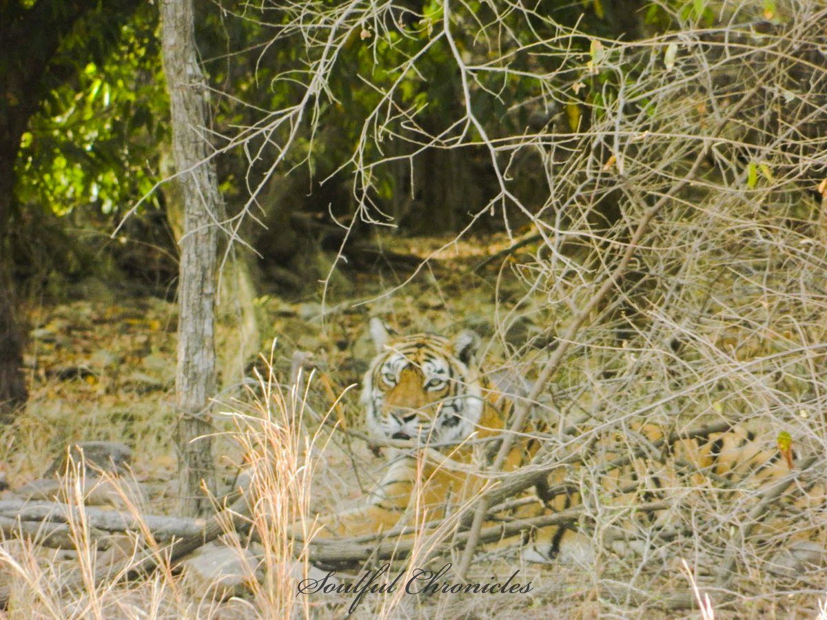 𝐌𝐚𝐜𝐡𝐚𝐥𝐢 [T-16] was India’s most famous tigress and was celebrated with titles such as Queen Mother of Tigers, Tigress Queen of Ranthambore, Lady of the Lakes, and Crocodile Killer. If you don't know her please see the documentary! #Throwback  #Photography  #Ranthambore