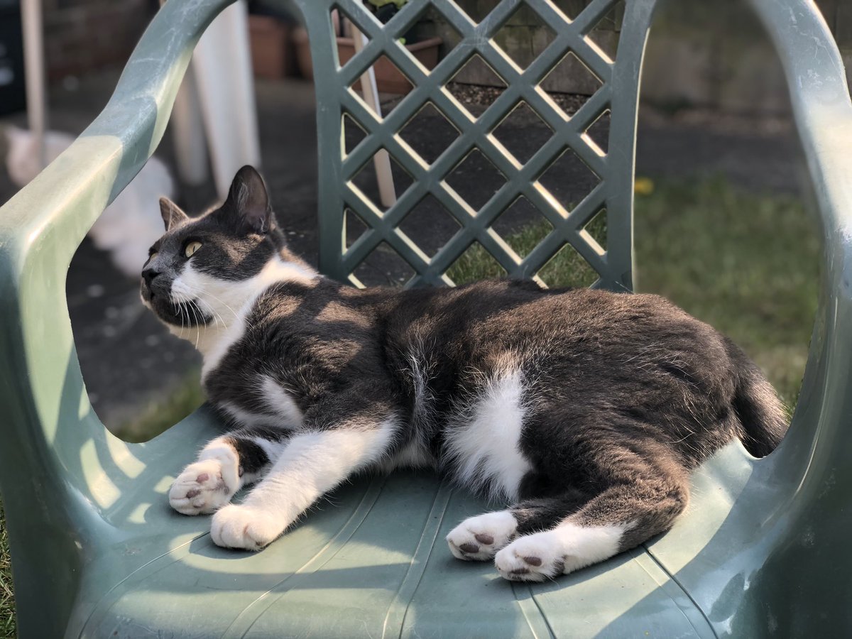 Dusty really loved the sunshine yesterday. Leo as usual was asleep for most of the day.