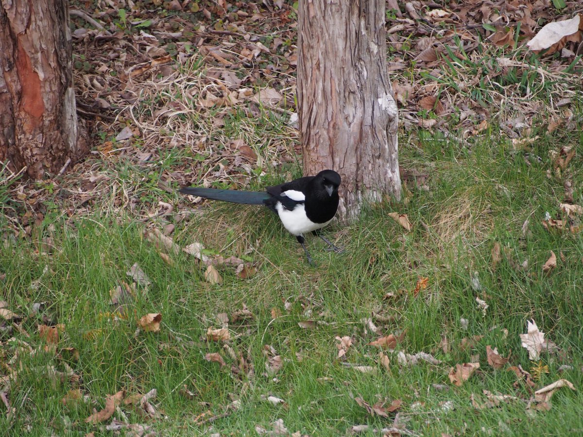 鳴き声 カササギ