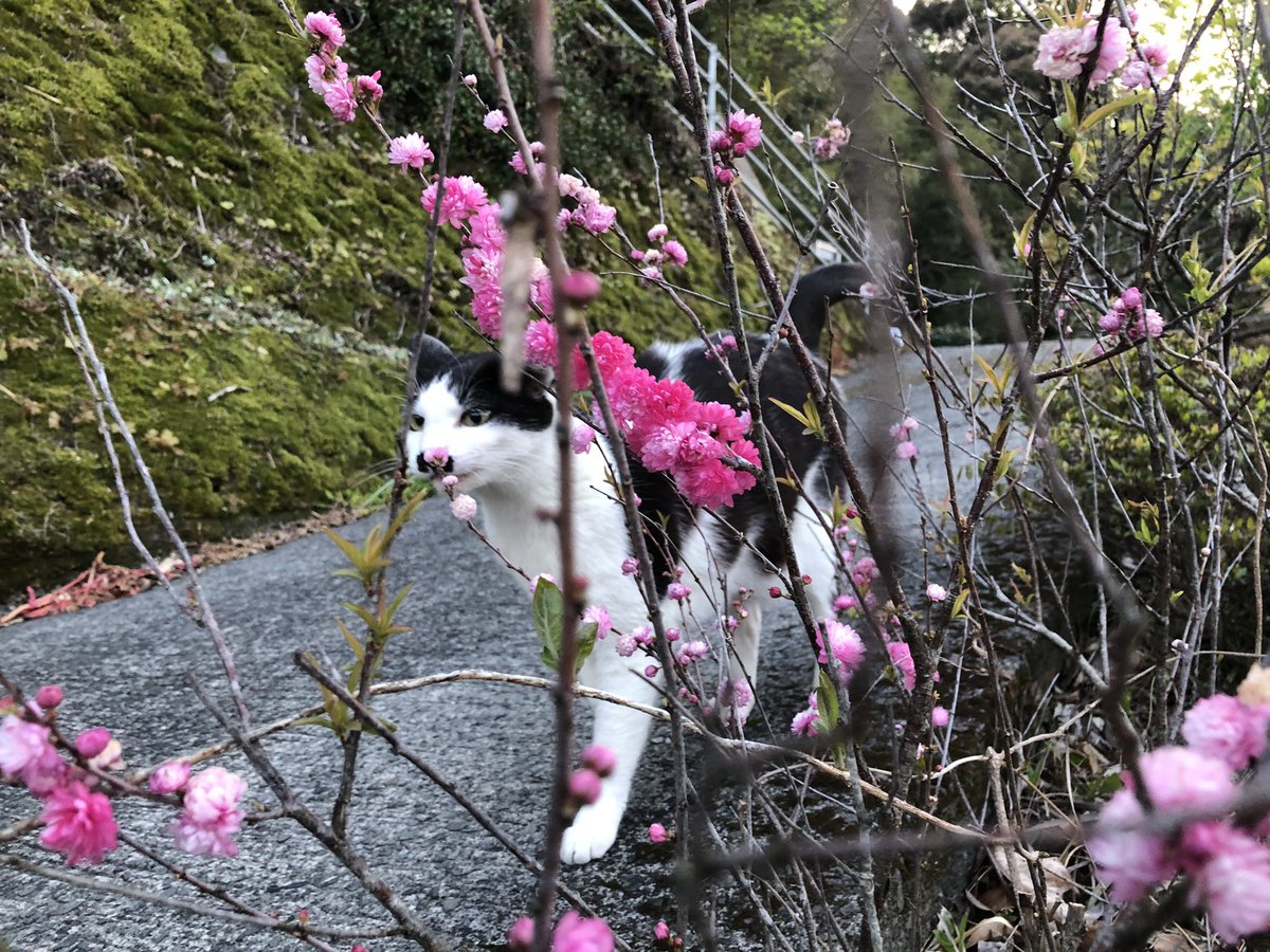 Green Pepper V Twitter 近所の藤の花が咲いた 辺りはいい香りが漂ってた モッコウバラも モッコウバラ はやっぱり黄色が好き そしてこのピンクの花はウチのだけど何だろう 名前は知らないけど可愛い色だ 写真を撮ってたらチャーリーが鳴きながらやって来た なん