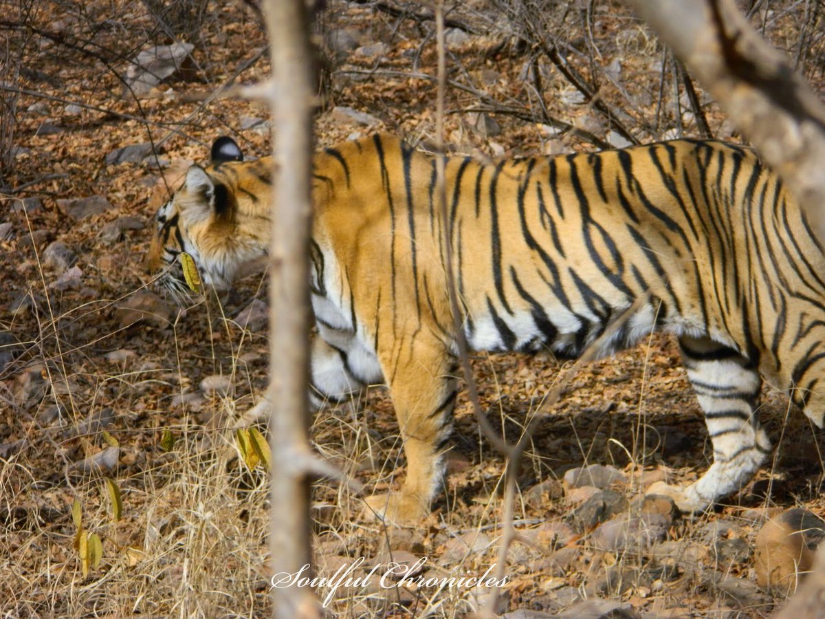 And then we spotted 𝐒𝐮𝐧𝐝𝐚𝐫𝐢 [T-17], Machali’s daughter, who is famous for fighting with her own mother for territory. #Throwback  #Photography  #Ranthambore