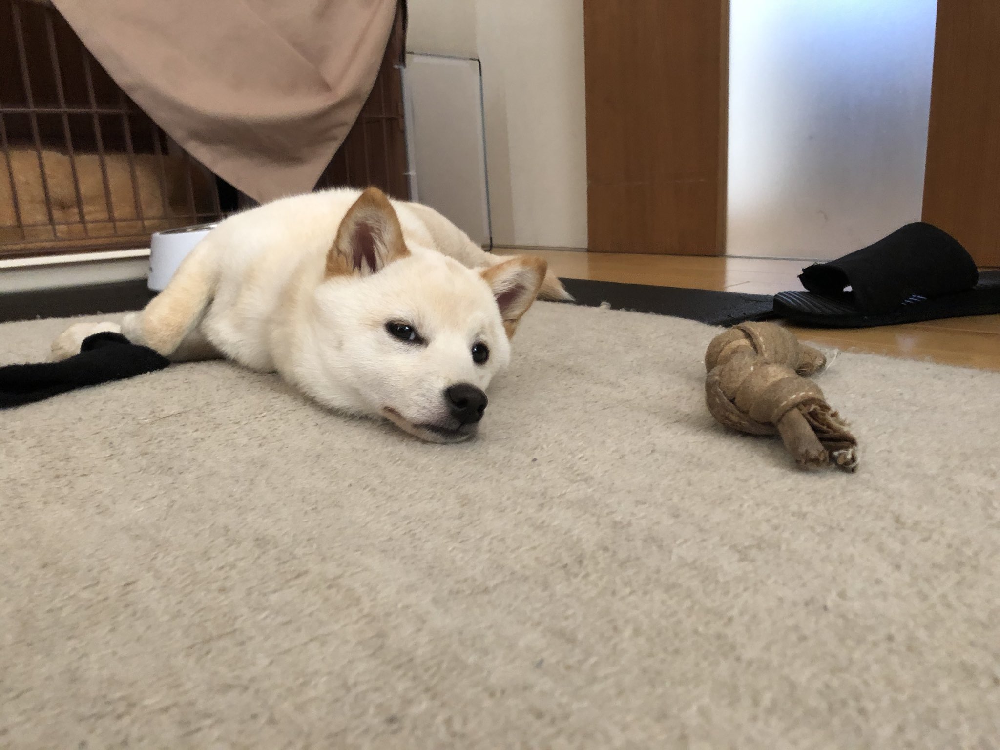 豆柴あられ Shibainu Puppy 散歩から帰ってきたらこの有り様 散歩中も寝てたよね 豆柴 柴犬 柴犬を崇めよ 犬好きさんと繋がりたい Shibainu 豆柴あられ 子犬 Puppy 寝相 まぁうちの激烈可愛い白柴見て落ち着けよ 散歩 T Co Dophflfipl