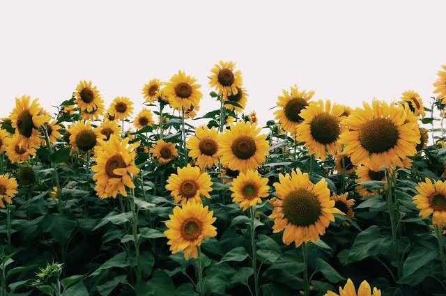 ROSES OR SUNFLOWERS? quote with your answer (you can also explain if you want!) + TAG  @TXT_members and  @TXT_bighit for social 50! 