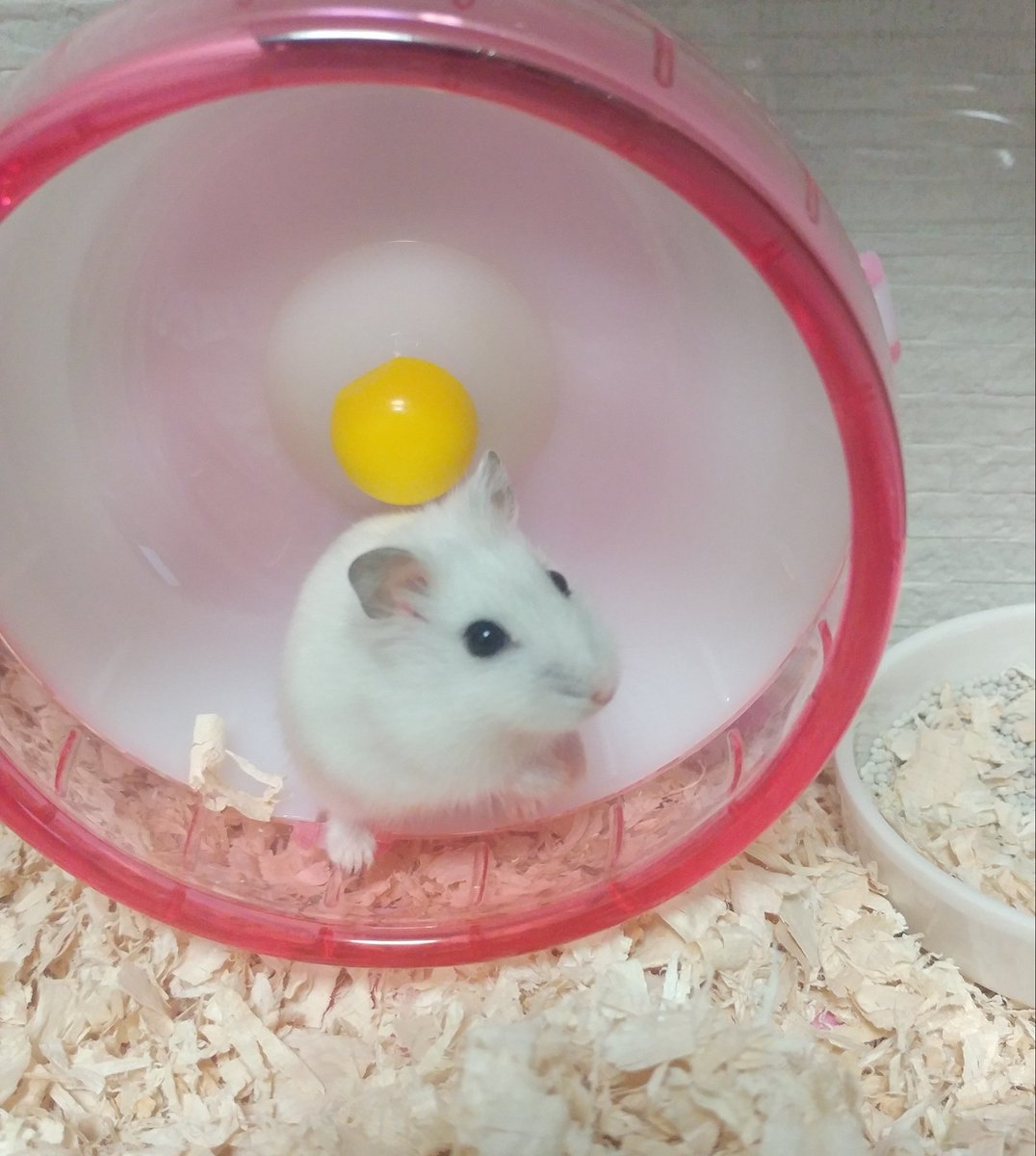 Ryo Ta ハムスター の新しい子をお迎えしました ジャンガリアンハムスター スノーホワイト 名前はアキトが ゆきちゃんと命名 真っ白のカワイイ子です これから きゅんちゃんの2匹体制です
