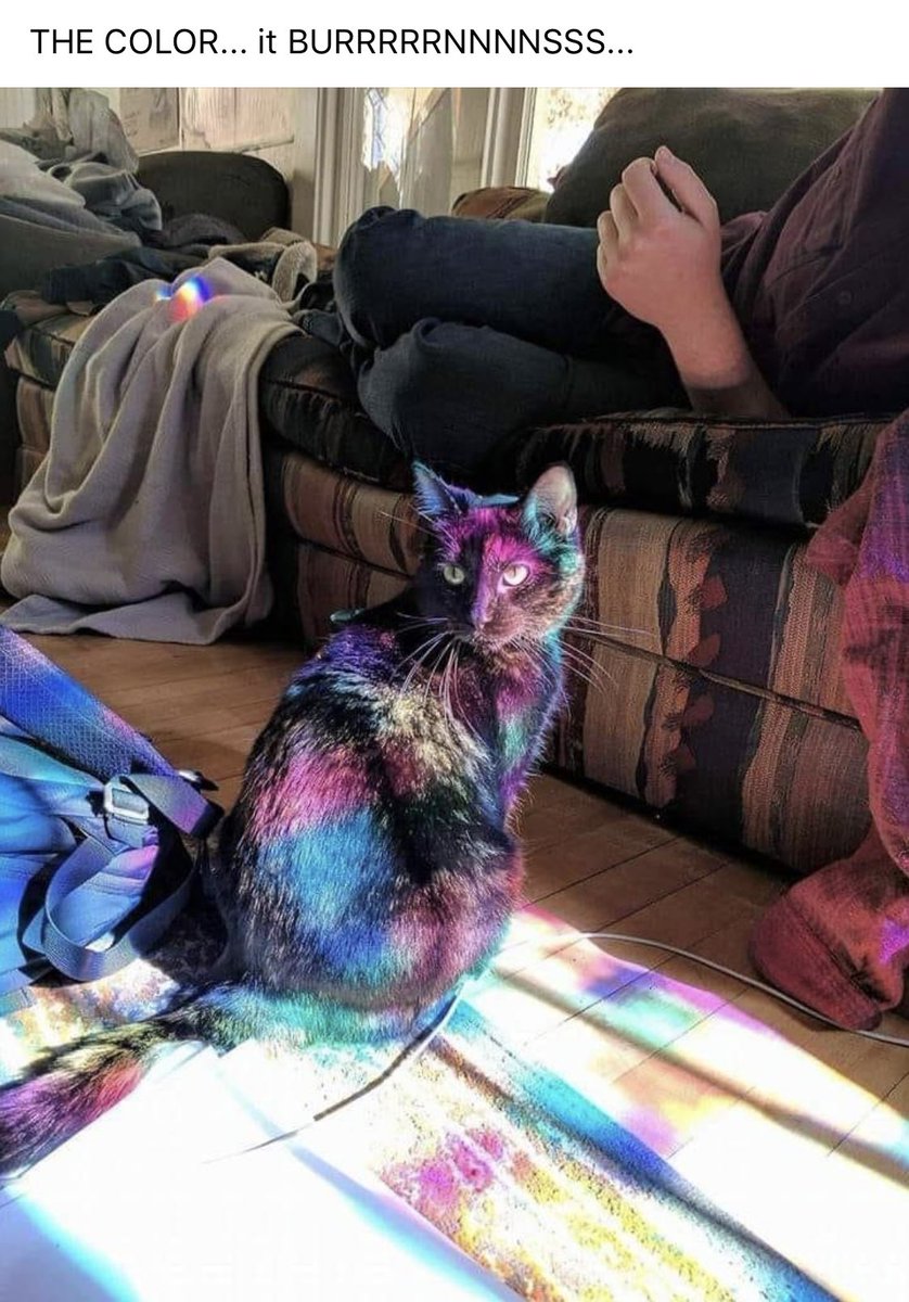 cultlabs's tweet image. Happy Color Out of Space #Caturday 🙀