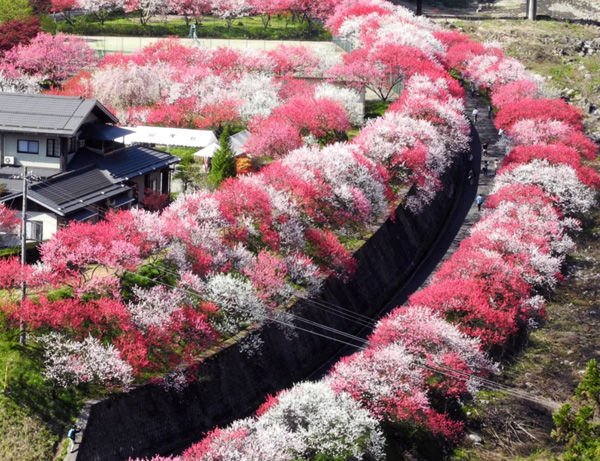Japan Travel 日本旅遊情報網on Twitter 線上賞 桃 之長野縣阿智村的花桃の里4月11日更新 長野縣阿智村的 世外桃源 花桃の里 滿眼粉紅的十裡桃花已經滿開 兩岸的粉紅色彩讓人無比驚艷 走在路上宛如是遇見了油畫的美好 讓人著迷 詳情 T Co Japan Travel 日本旅遊情報網on Twitter 線上賞 桃 之長野縣阿智村的花桃の里4月11日更新 長野縣阿智村的 世外桃源 花桃の里 滿眼粉紅的十裡桃花已經滿開 兩岸的粉紅色彩讓人無比驚艷 走在路上宛如是遇見了油畫的美好 讓人著迷 詳情 T Co