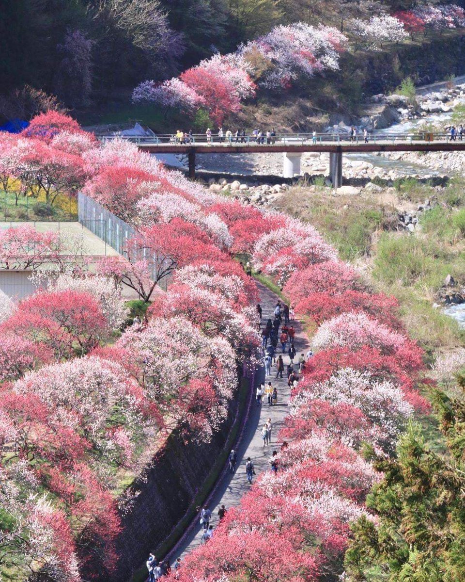 Japan Travel 日本旅遊情報網on Twitter 線上賞 桃 之長野縣阿智村的花桃の里4月11日更新 長野縣阿智村的 世外桃源 花桃の里 滿眼粉紅的十裡桃花已經滿開 兩岸的粉紅色彩讓人無比驚艷 走在路上宛如是遇見了油畫的美好 讓人著迷 詳情 T Co Japan Travel 日本旅遊情報網on Twitter 線上賞 桃 之長野縣阿智村的花桃の里4月11日更新 長野縣阿智村的 世外桃源 花桃の里 滿眼粉紅的十裡桃花已經滿開 兩岸的粉紅色彩讓人無比驚艷 走在路上宛如是遇見了油畫的美好 讓人著迷 詳情 T Co