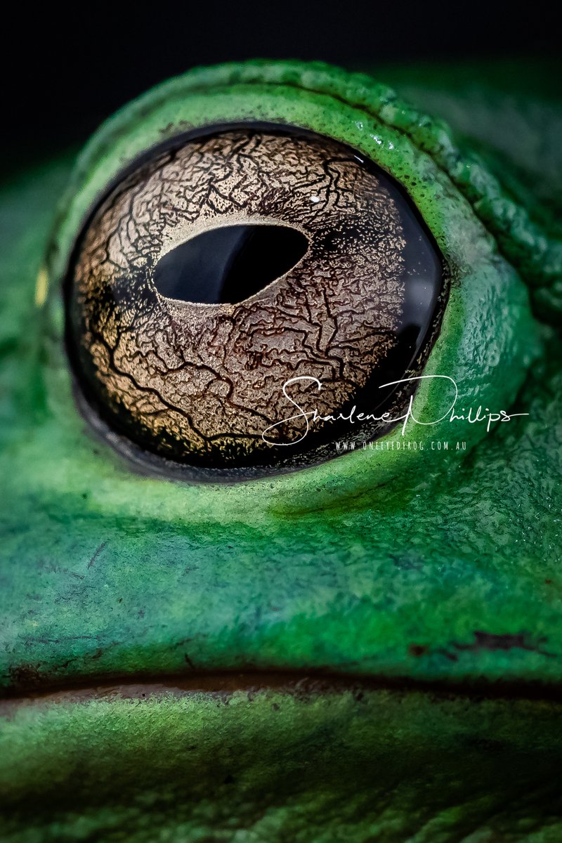 oneeyedfrog_'s tweet image. From my private Frog Collection Magnificent Tree Frog #oneeyedfrog #photographer #oneeyedfrogphotography #macro #frog #covid19australia #canonaustralia