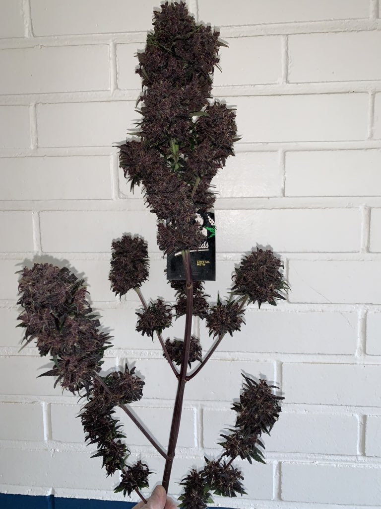 growguide1's tweet photo. Beautiful plant from Finnish breeder #WeedDog #CrystalMeth @Fast_Buds #Hamppuforum #growingdiaries https://t.co/2lnxWfkN7T
