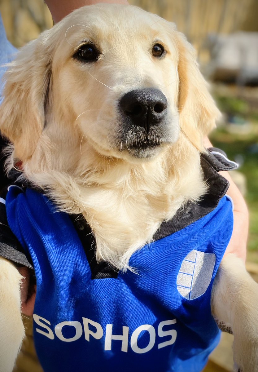 Lily trusts #sophos #DogsOfSophos