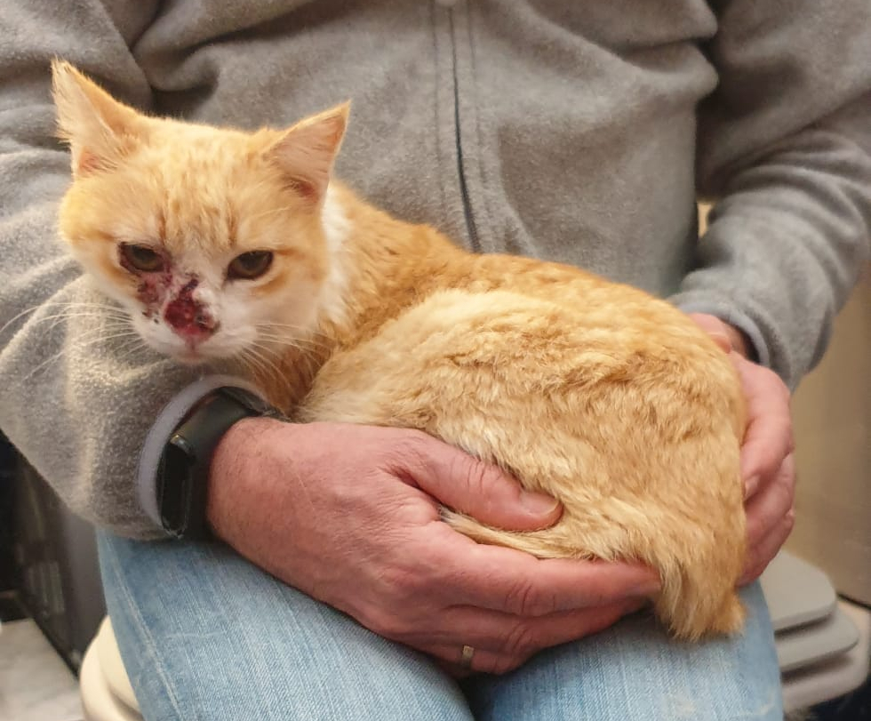 ayudaaanimales2's tweet photo. GATA SUPER BUENA de 8-9 años POSITIVA a inmunodeficiencia con cáncer de piel BUSCA ADOPCIÓN URGENTE! SEVILLA. https://t.co/eRDBRGgYGQ https://t.co/JLQRBMpZYK