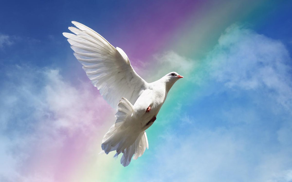SoluzioniMISURA's tweet photo. DISTANTI MA VICINI 🕊

Con l'augurio per questa Pasqua che l'emergenza, in cui noi tutti siamo coinvolti, finisca quanto prima e che potremo tornare ad abbracciarci e lavorare insieme, per contribuire alla ripresa del nostro paese e ad un mondo migliore.
Uniti ce la faremo. https://t.co/HgVmX4kU11