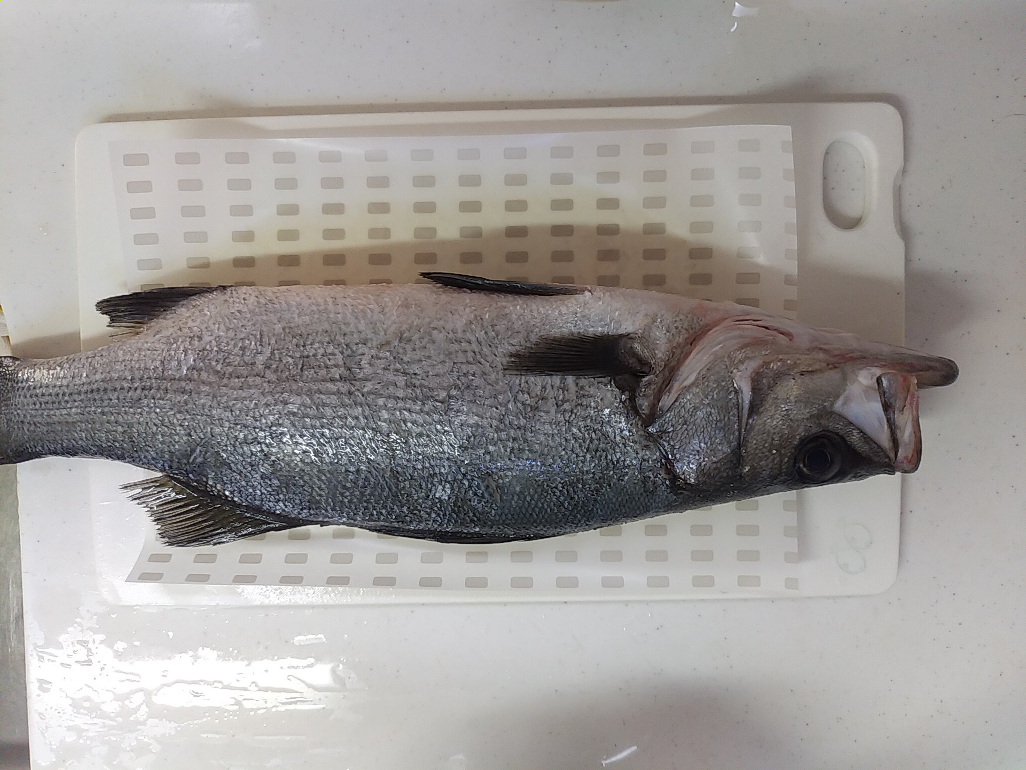 Str 真鯛 ヒラスズキ シマアジ クロソイ 写真撮り忘れ で3000円くらいという破格の値段 スーパーで魚の刺身パックとか買うのが馬鹿らしくなってくるレベルですね 自分で処理できるようになればかなりお値打ち価格ですよ 真鯛とか横綱が持つやつかよ Str 真鯛 ヒラスズキ シマアジ クロソイ 写真撮り忘れ で3000円くらいという破格の値段 スーパーで魚の刺身パックとか買うのが馬鹿らしくなってくるレベルですね 自分で処理できるようになればかなりお値打ち価格ですよ 真鯛とか横綱が持つやつかよ