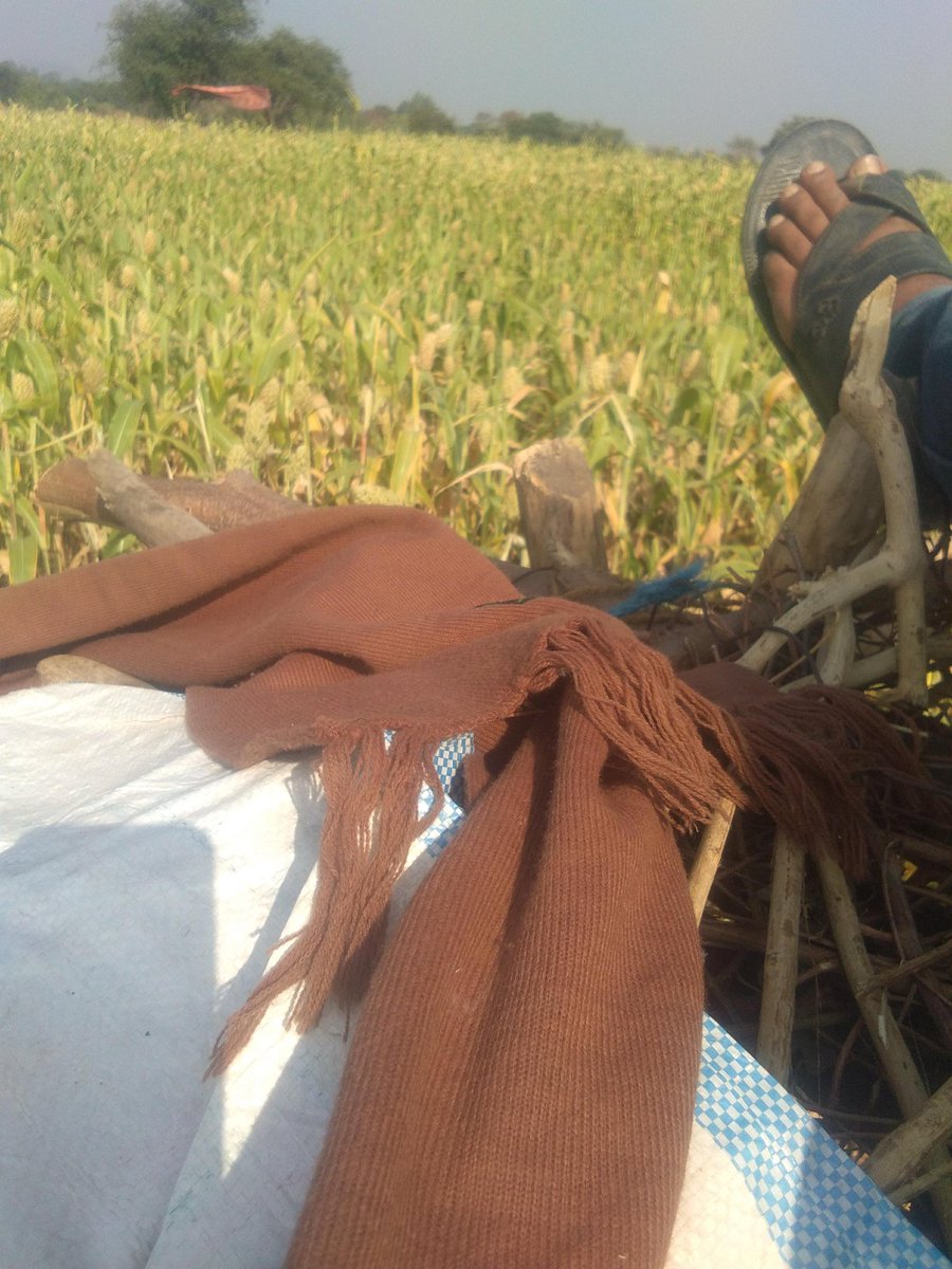 AkashKhandare17's tweet photo. #MyBestFarmClick https://t.co/T6TnFAub5n