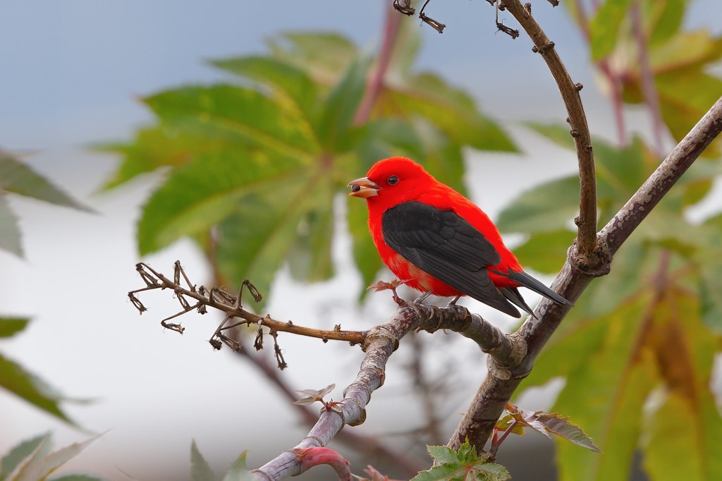 Birds Colombia on X: "Piranga Alinegra/Scarlet Tanager/Piranga olivacea https://t.co/wfhiUSaTwX https://t.co/HAHyMzhGz3" / X
