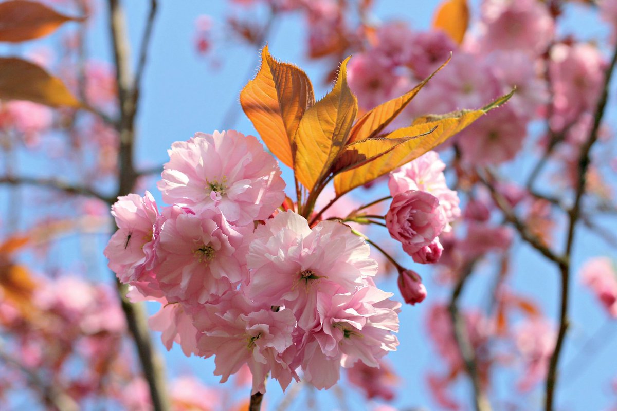 Lucky to have a beautiful blossom tree in my garden 🌸 #photoaday22 @Jon_Clifton78

Happy Easter 🐣 #StayHomeSaveLifes