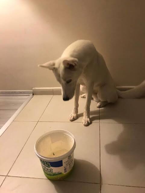 #sokagacikma Sokağa çıkma yasağı, kapıya çıkma yasağı değildir!!! Lütfen kapınızın önüne beslenmeleri için sizde birşeyler bırakın!!!!