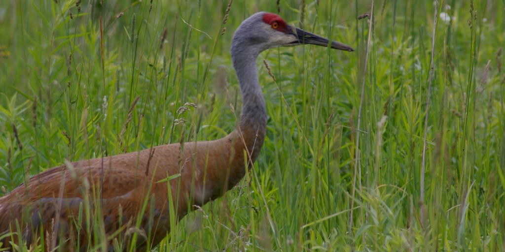 monomoybirdobs's tweet photo. This Sandhill Crane was photographed at my first field job all the way back in 2004 in Michigan. One of the more ancient groups of birds cranes have been filling the world with their croaking calls and inspiring our art since the dawn of man. #fieldworkflashback https://t.co/6uj6dYSiUM