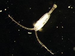 Then we'd have to put copepods in a house because some people like them. (Weirdos)